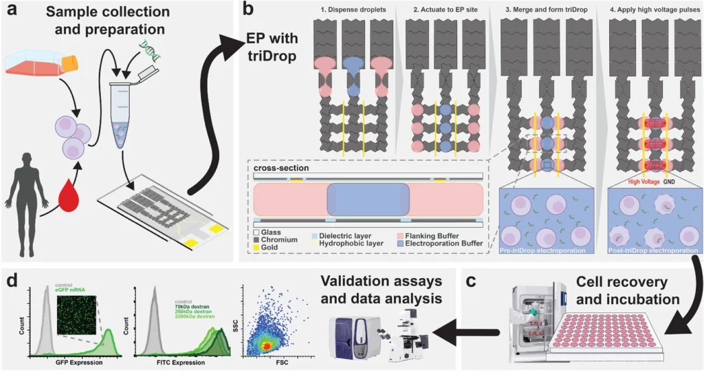 TriDrop image from Samuel R;Little et al. Advanced Materials Technologies, 2023