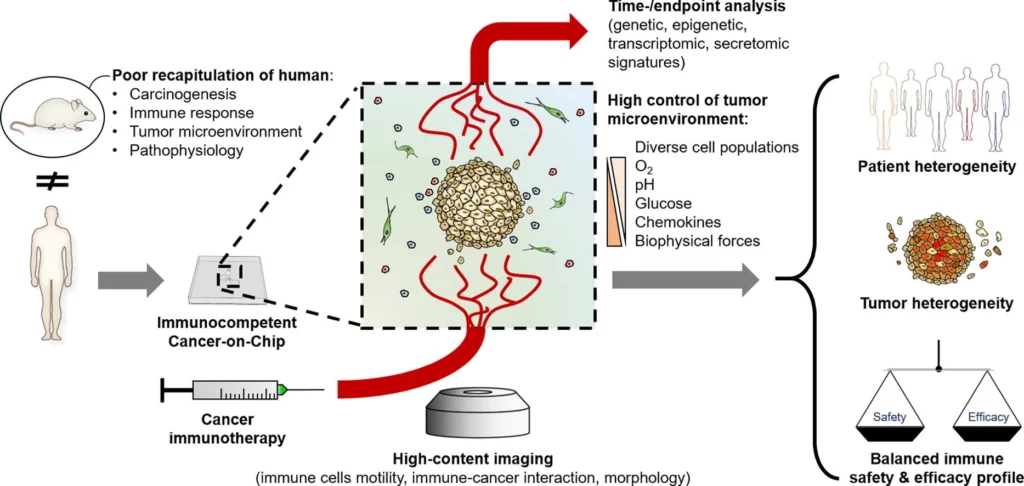 Immunocompetent cancer-on-chip models