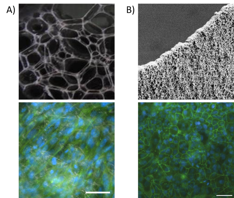 Silk formats for the formation of tissue models.