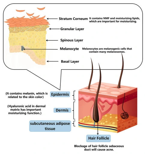Skin composition