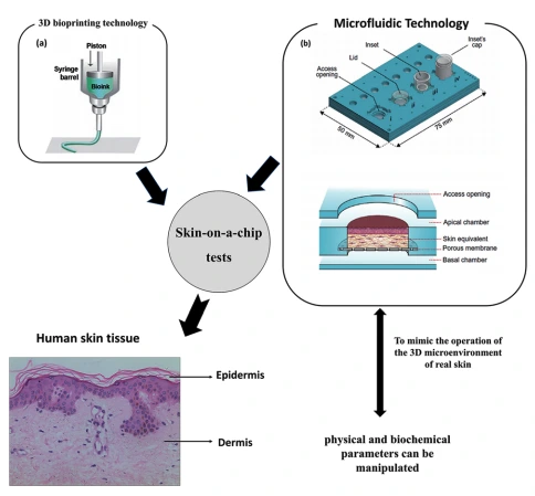 Skin on a chip bioprinting cosmetics