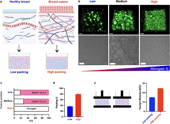 microgel suspension properties to mimic breast ECM in vitro