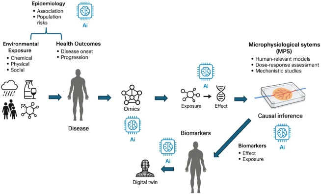 How AI enables a human exposome scheme, AI supports multiple steps of the exposome