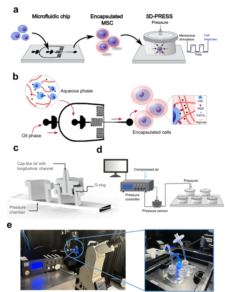 Setup fro 3D press experiment for the mechanoactivation of stem cells