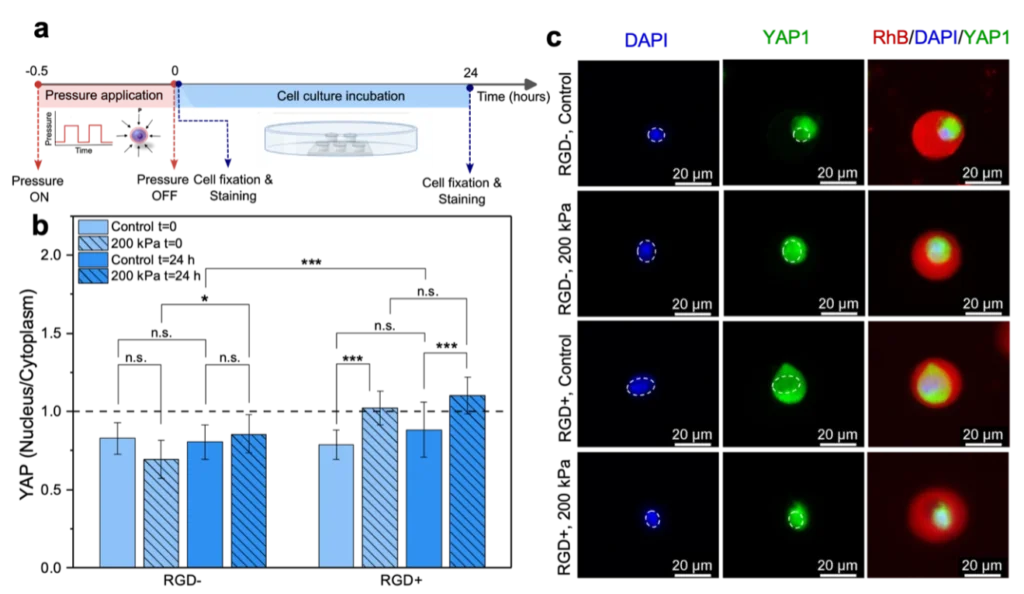Mechanoactivation of stem cells in 3D press setup