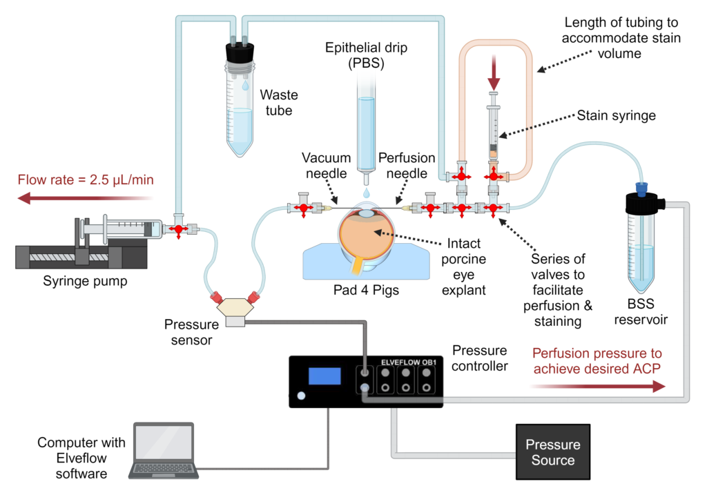 Schematic of experimental fluid pressure setup using biorender