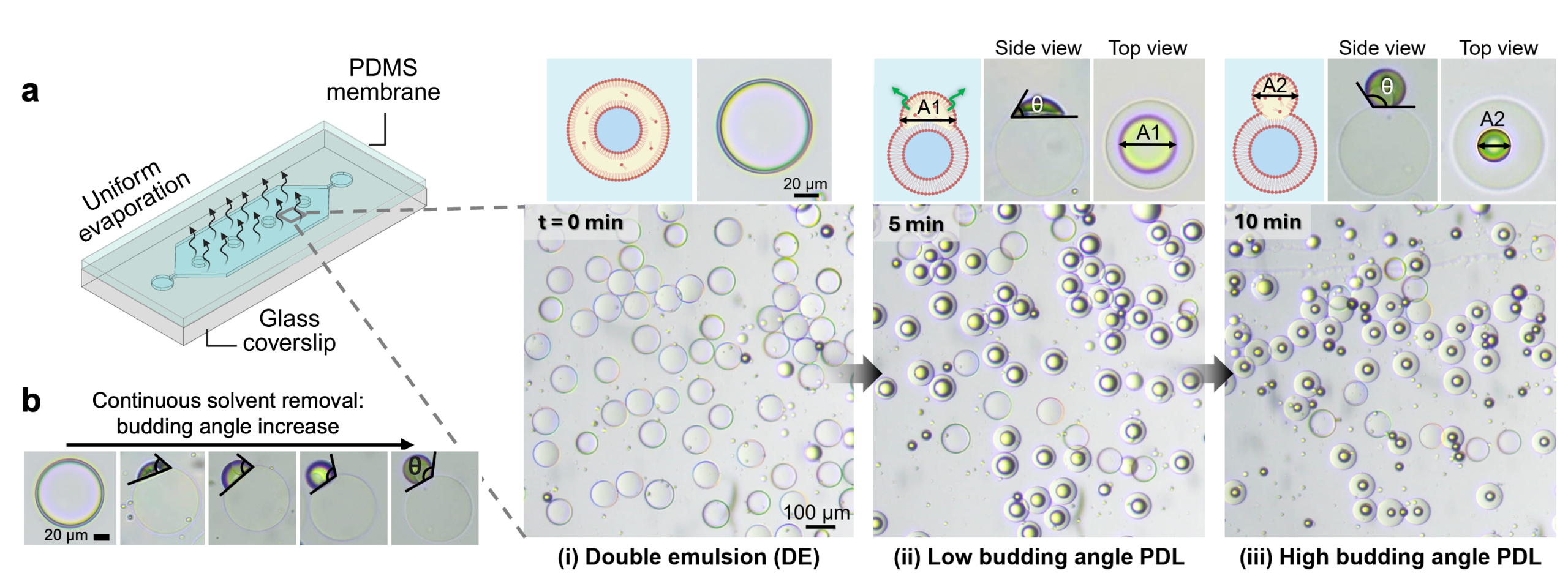 Uniform dewetting transition of freshly collected DEs into low budding angle PDLs, and then upon sufficient solvent removal to high budding angle PDLs within a PDMS chamber
