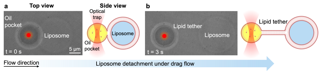  An optical tweezers experiment 