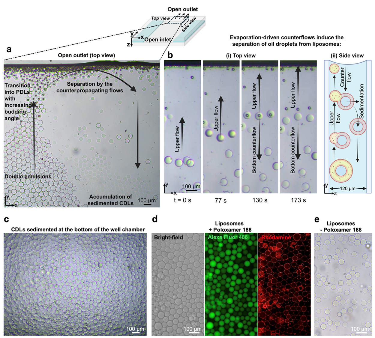 Evaporation-driven counterflows enable high-yield complete dewetting of liposomes. b) Time-series images of DEs transition into low and high budding angle PDLs followed by complete detachment of liposomes c) Brightfield and fluorescent images of high-yield CDLs accumulated at the bottom of the well, d) demonstrating encapsulated Alexa Fluor 488 in cargo and Rhodamine in the liposome membrane. (e) Liposomes formed without poloxamer 188 surfactant. 