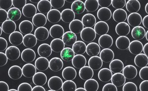 droplet encapsulation
