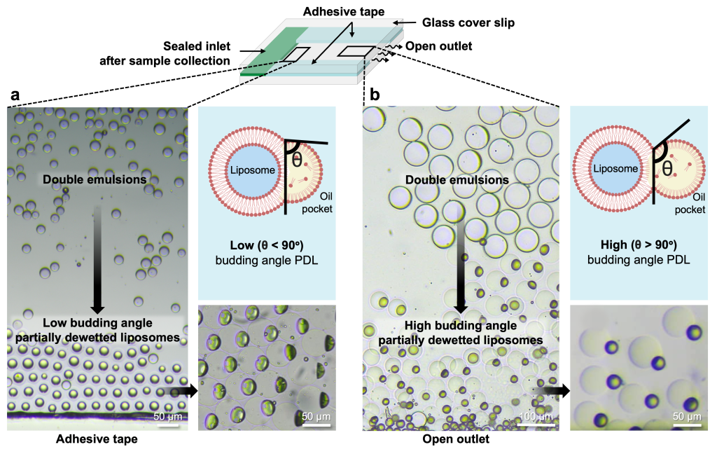 Spatially non-uniform partial dewetting transition reveals the regulatory role of solvent removal