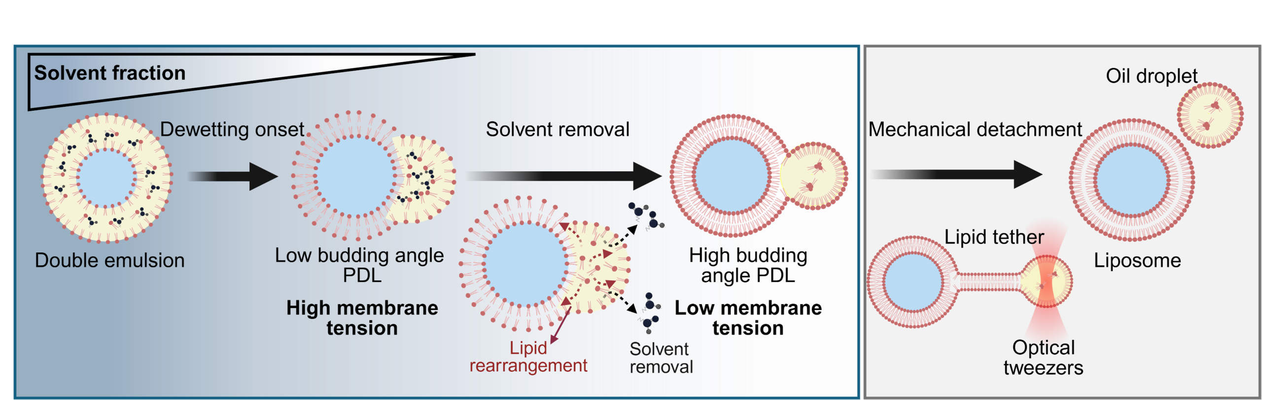 Graphical abstract DEs