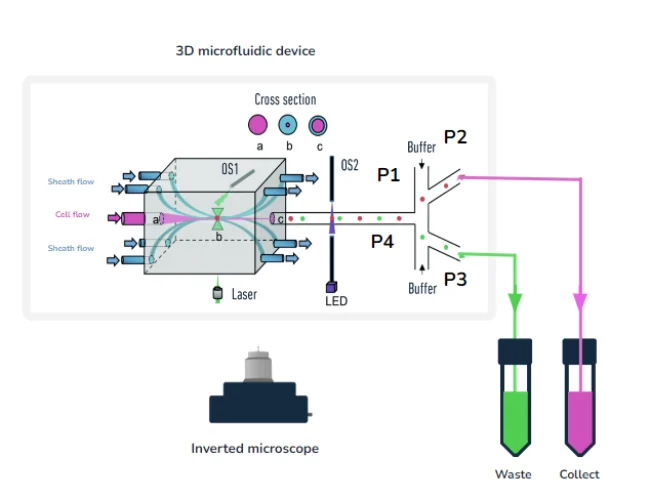 3D-flow-focusing-raman-assisted-cell-sorting-device-Microfluidics-innovation-center