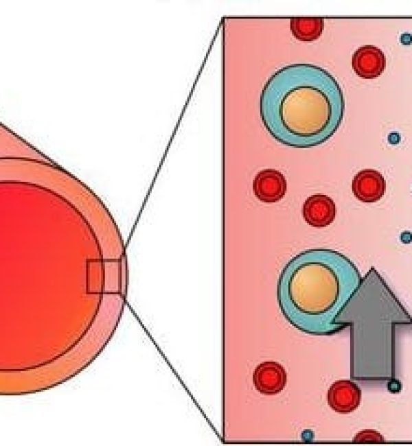 Endothelial cells in vivo preview