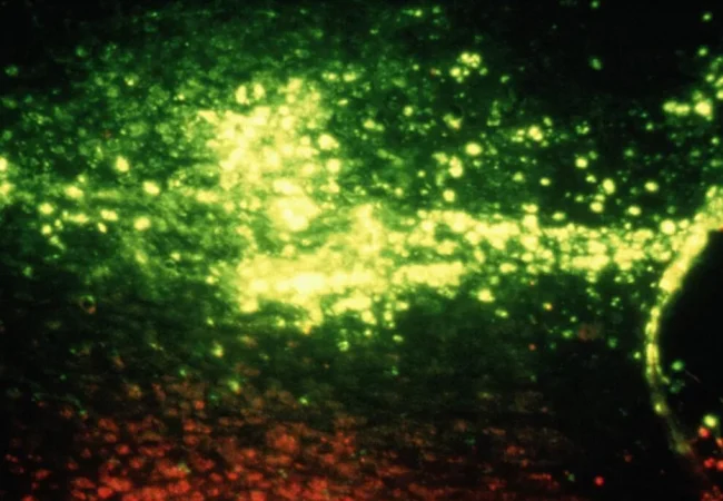 PVA-microspheres-formation-Microfluidics-innovation-center