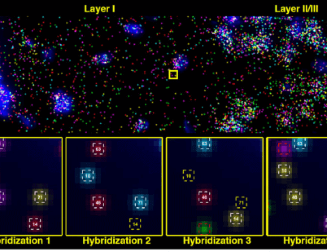Spatial transcriptomics illustration e1616168989689