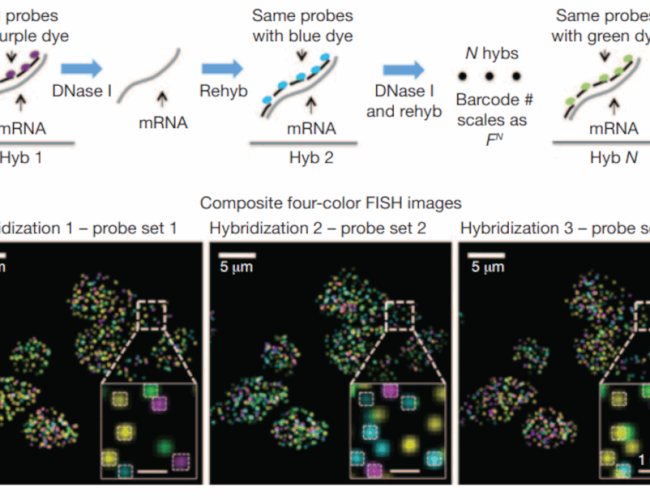 Spatial transcriptomics principle e1616167450475
